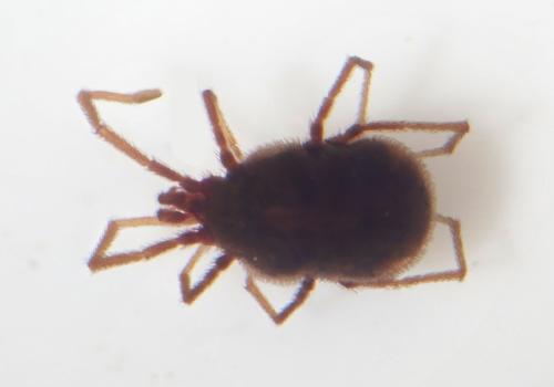 Réf. 329 264 : Erythraeus sp.